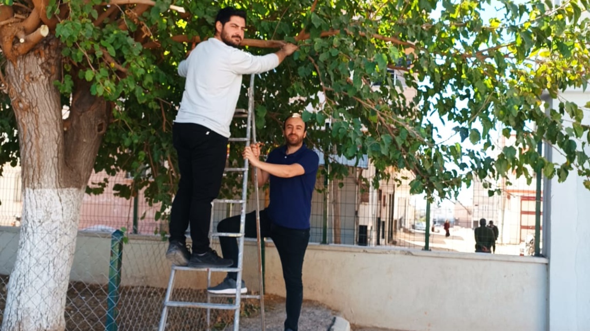 Bahçemizdeki Ağaçları Budadık